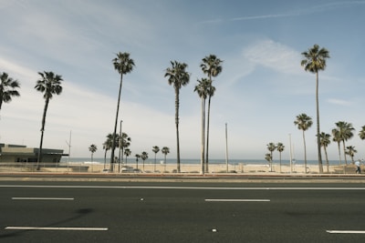 a street lined with palm trees next to the ocean