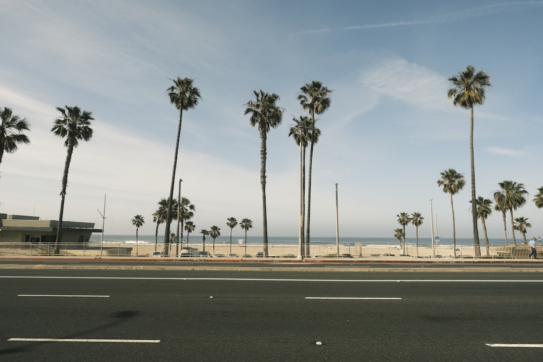 a street lined with palm trees next to the ocean