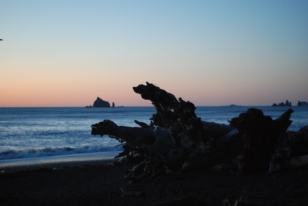 a group of driftwood on the beach at sunset