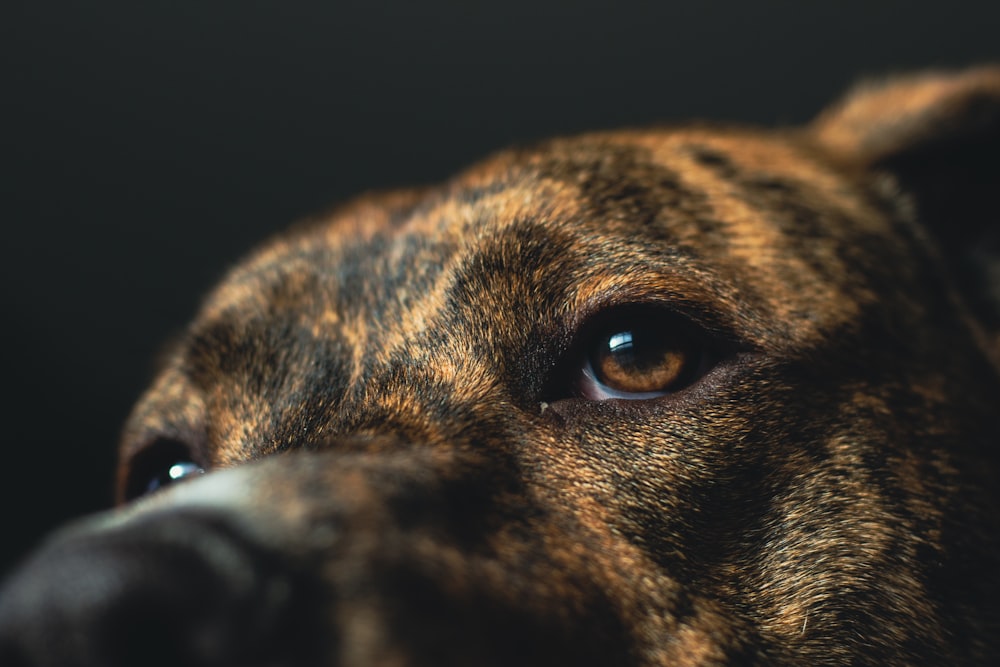 a close up of a dog's face with a black background