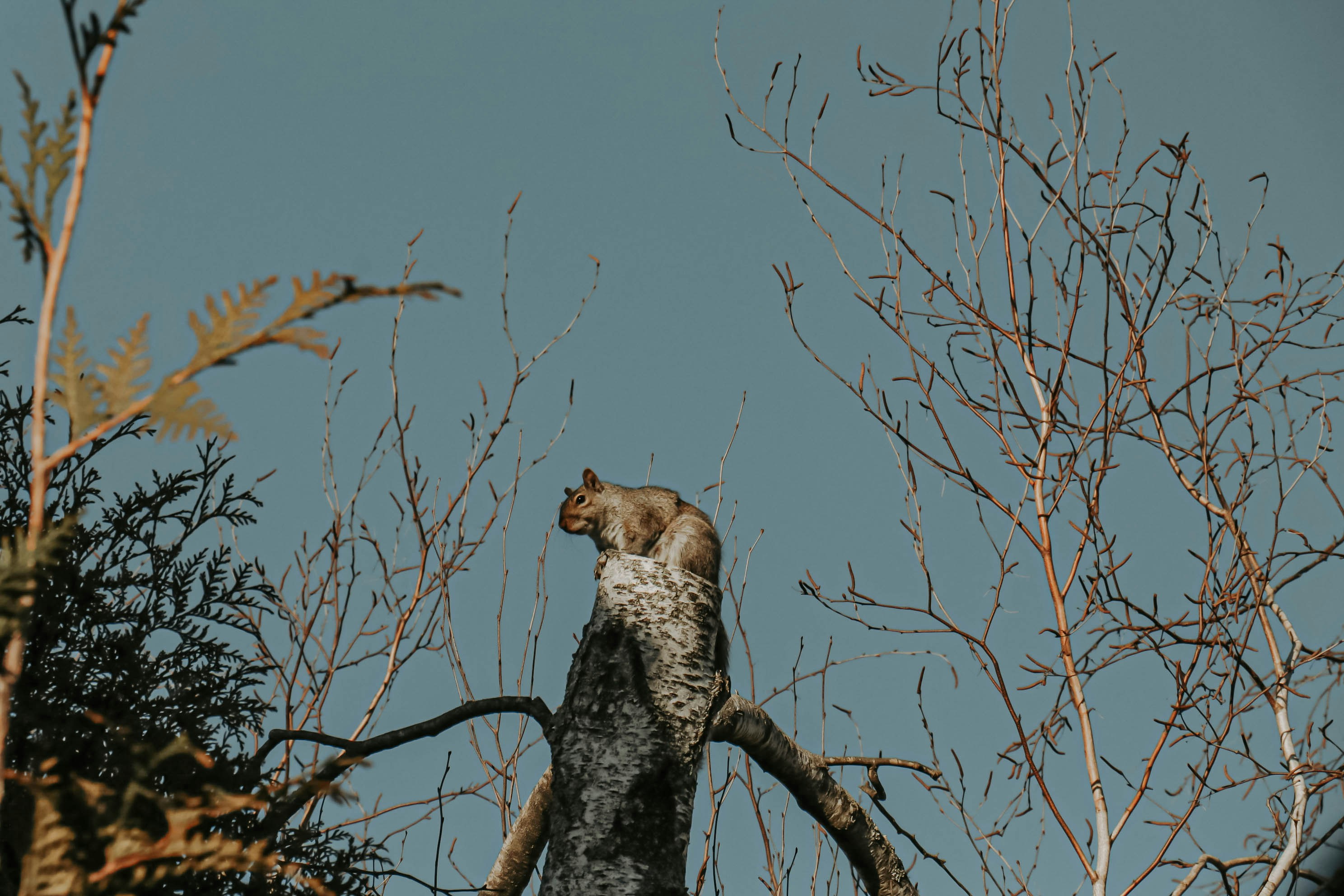 Barbourofelis: The Bone-Crushing Giant (image credits: unsplash)