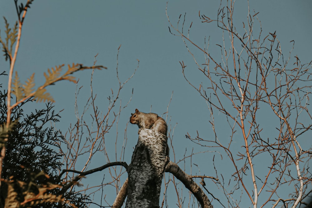 a cat sitting on top of a tree branch