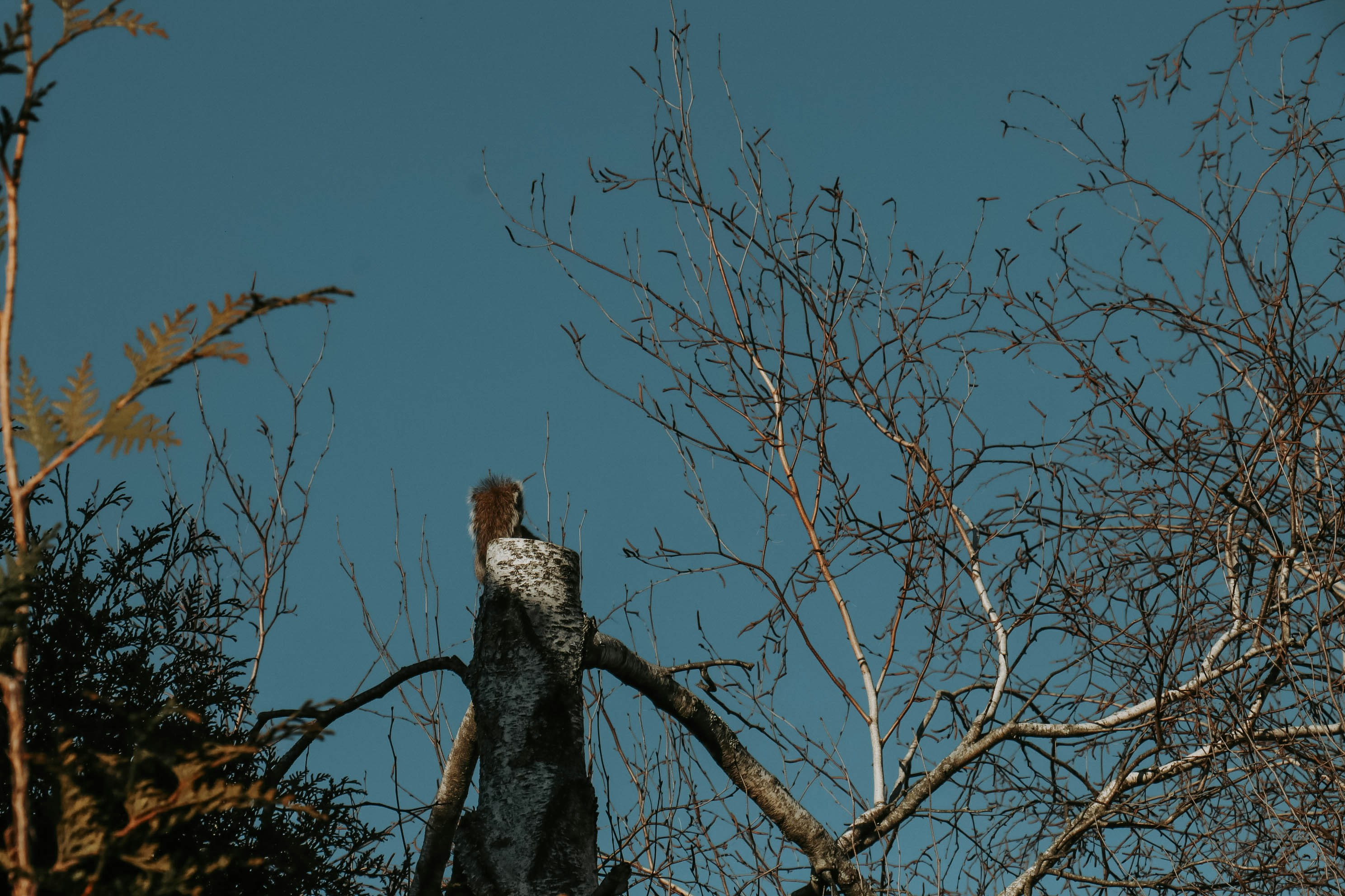 a bird perched on top of a tree branch
