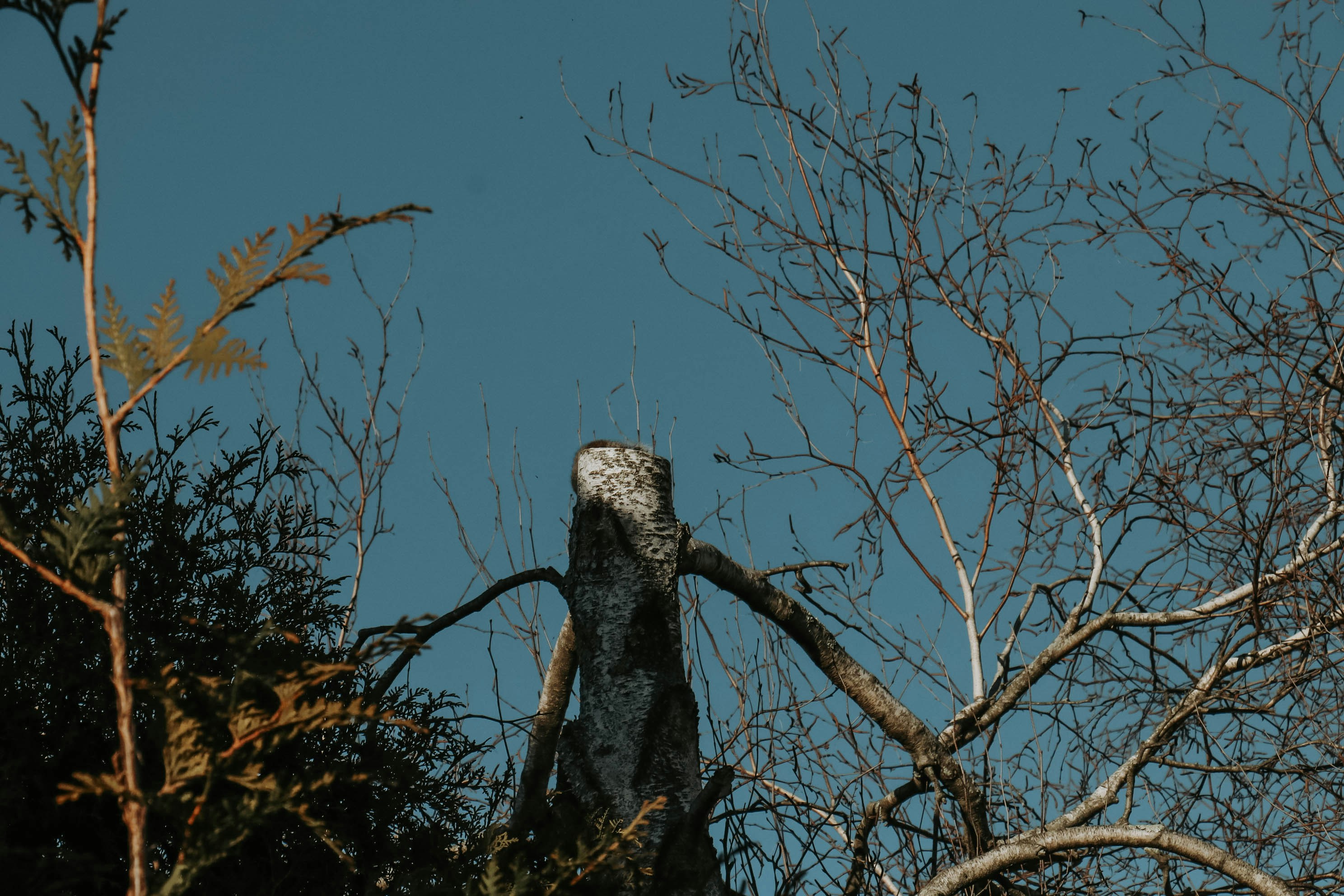 a bird perched on top of a tree branch