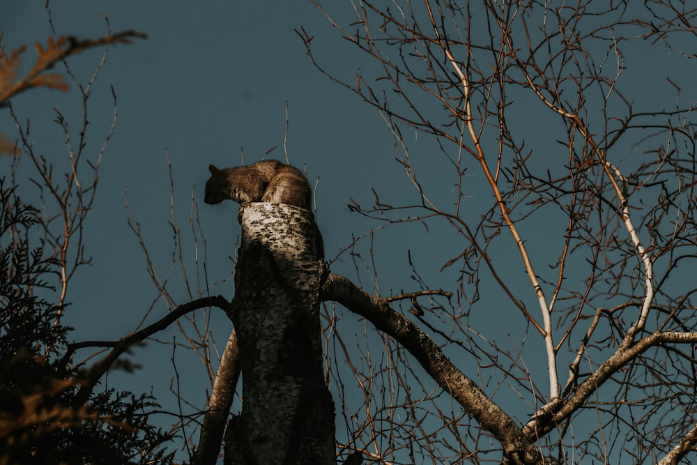 a cat sitting on top of a tree branch