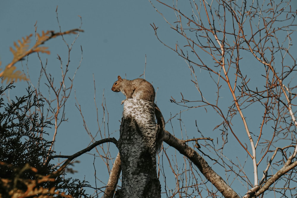 a squirrel sitting on top of a tree branch