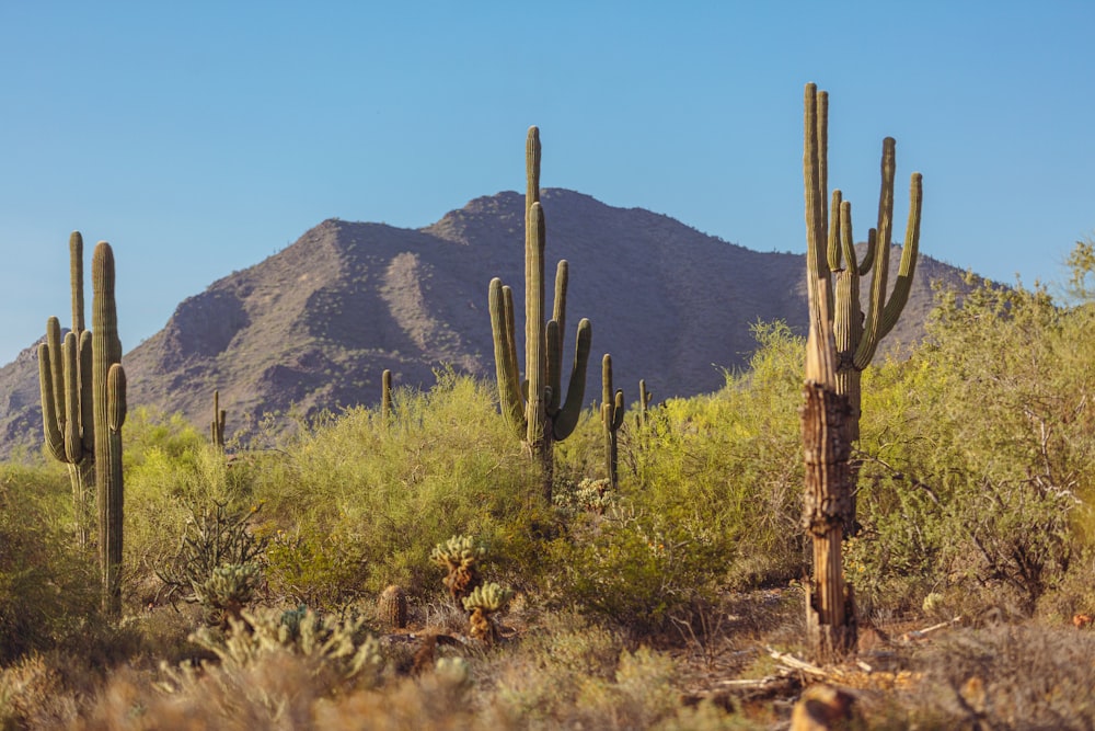 a group of cactus trees in the desert