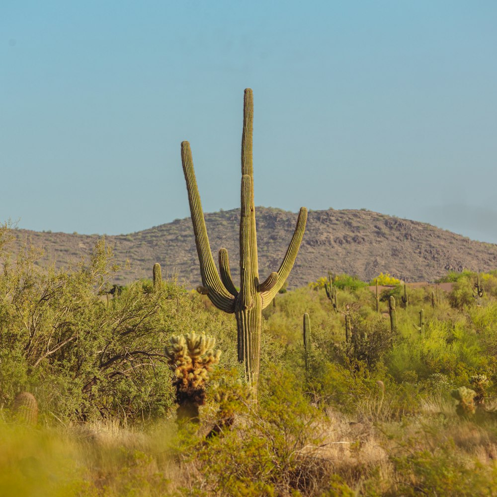 a large cactus in the middle of a desert