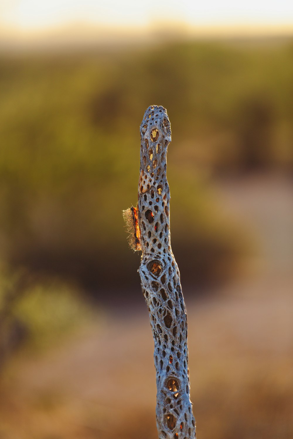 a close up of a plant with a blurry background