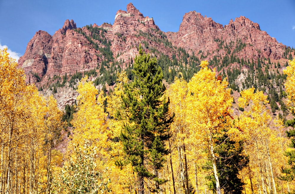 a forest filled with lots of yellow and green trees