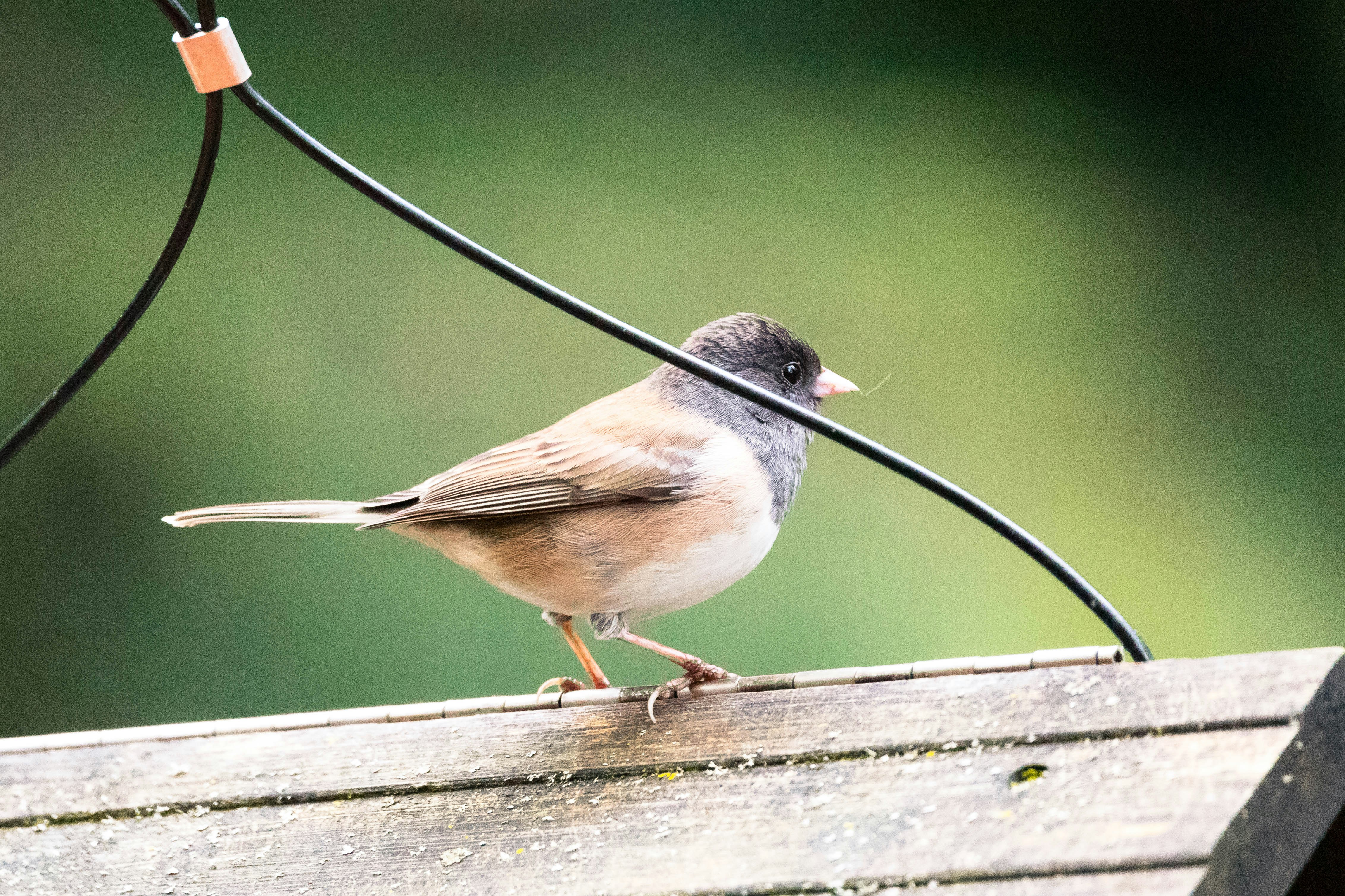 a small bird standing on top of a wooden fence