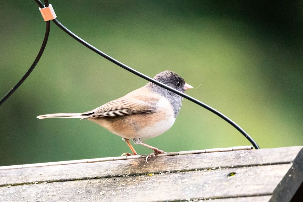 a small bird standing on top of a wooden fence