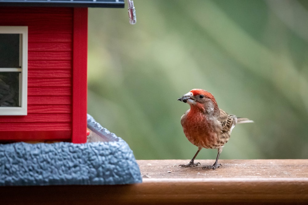 Un piccolo uccello in piedi su una sporgenza accanto a una casetta per uccelli