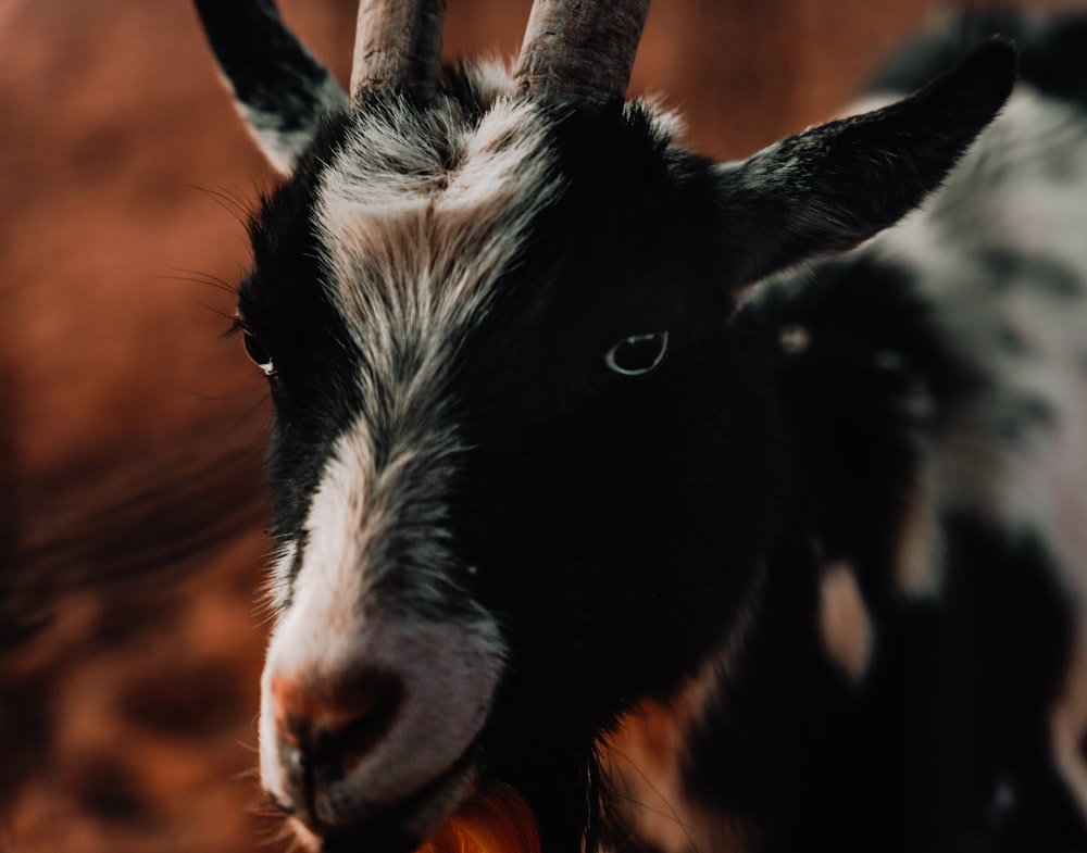 a close up of a goat with a blurry background
