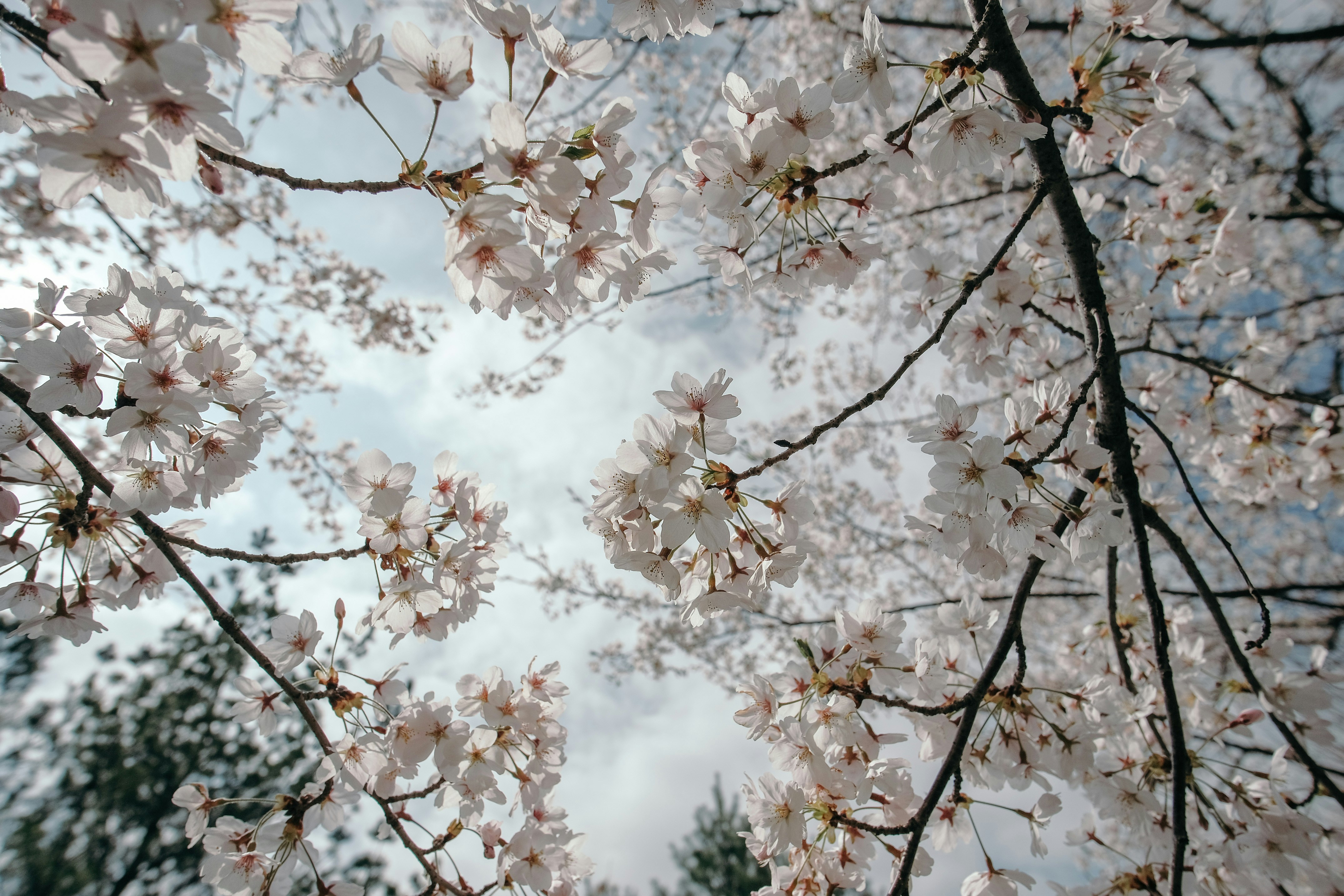 Photo by insungpandora