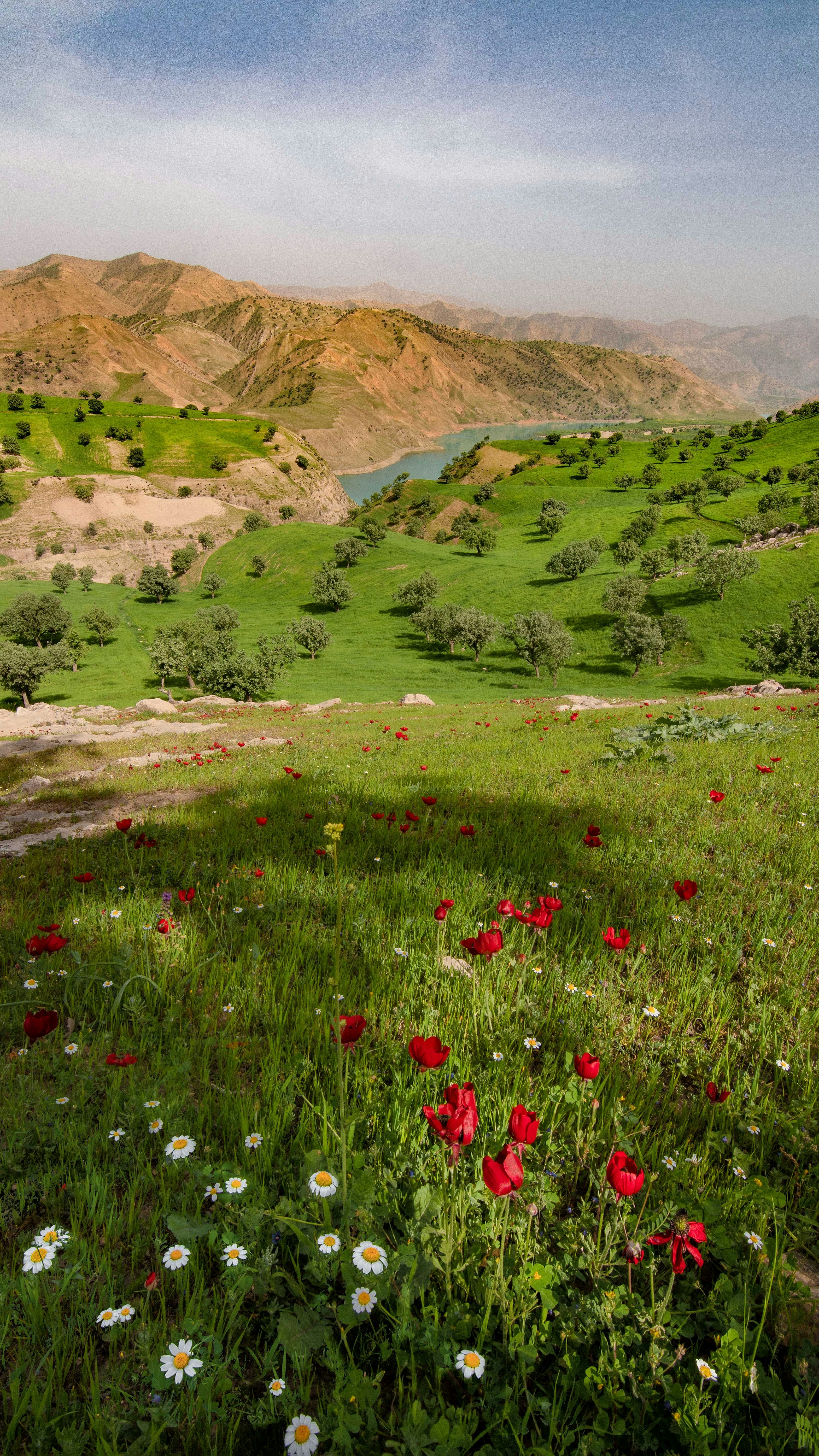 A field of wildflowers with a lake in the background photo – Free Green ...