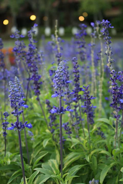 a field of purple flowers with green leaves