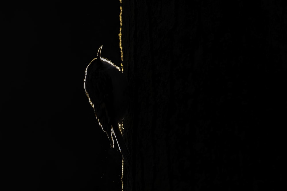 a bird standing on the side of a wall in the dark