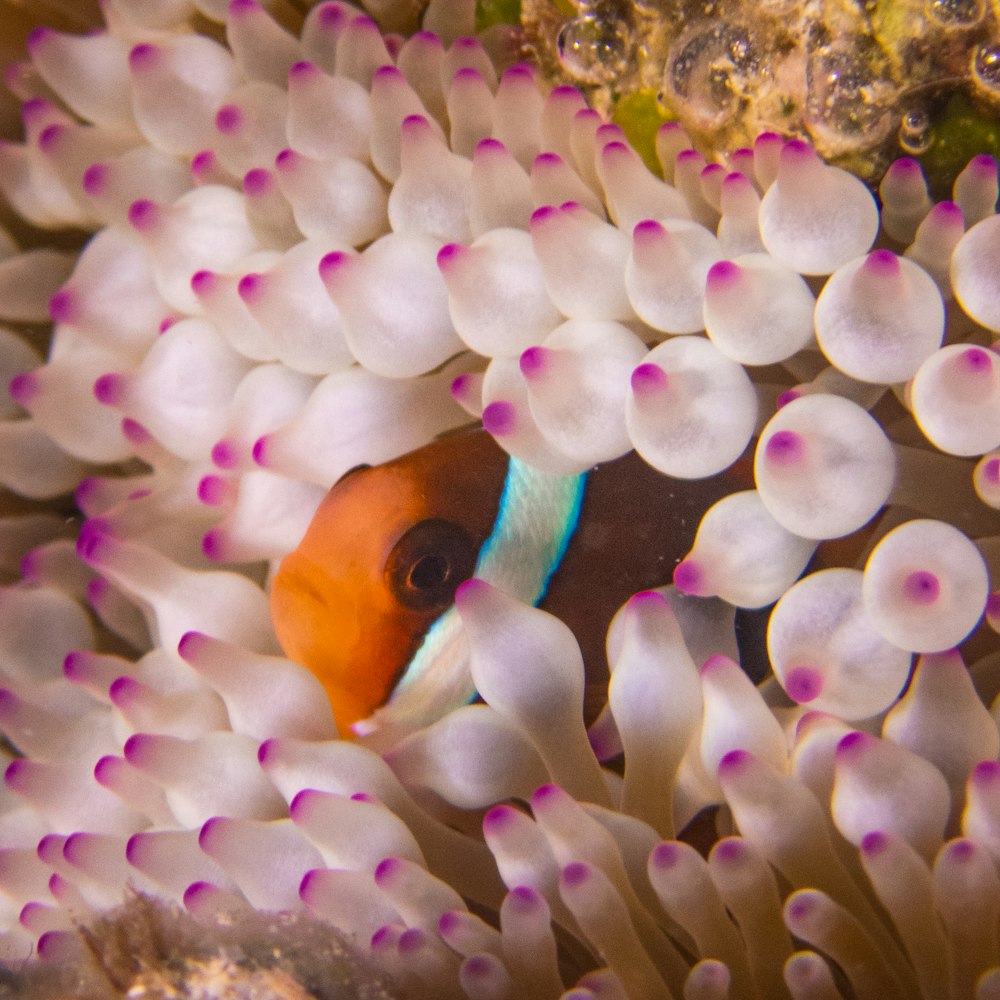 an orange and white clown fish in a sea anemone