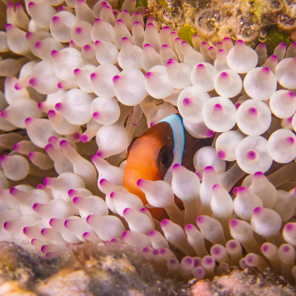 an orange and white clown fish in a sea anemone