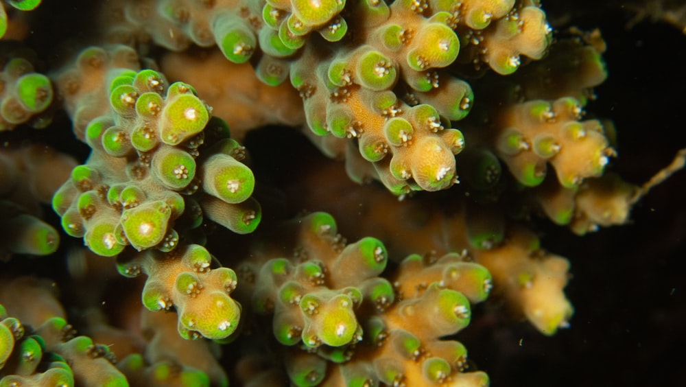 a close up of a green and yellow sea anemone