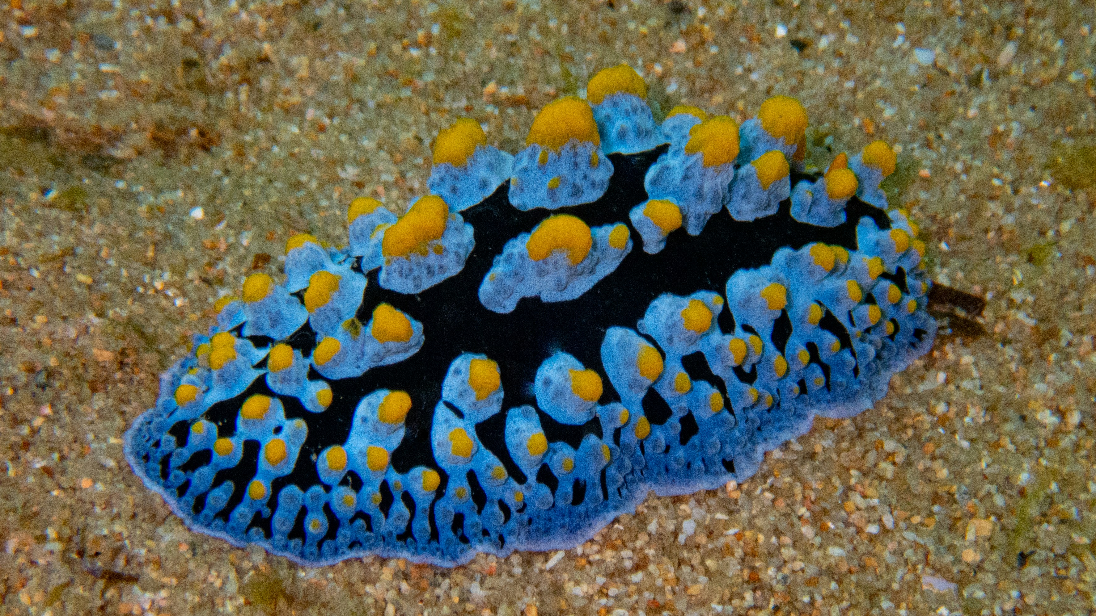 a close up of a blue and yellow sea anemone