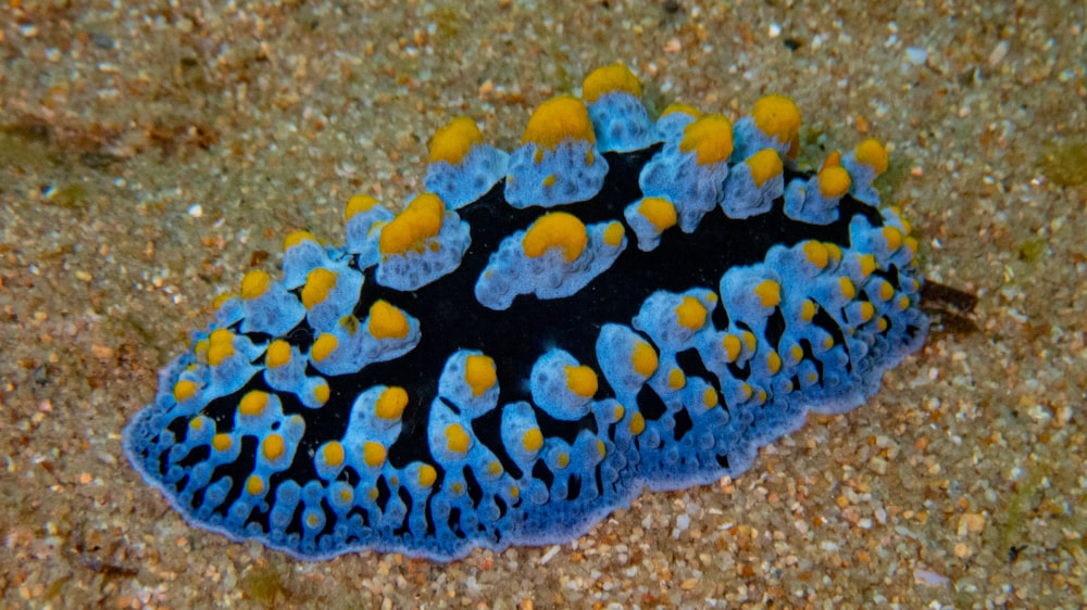 Un primer plano de una anémona de mar azul y amarilla