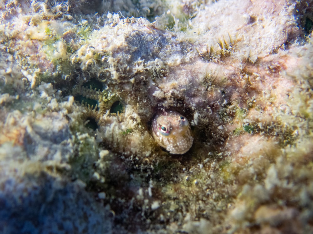Un primer plano de un pequeño pez en un coral