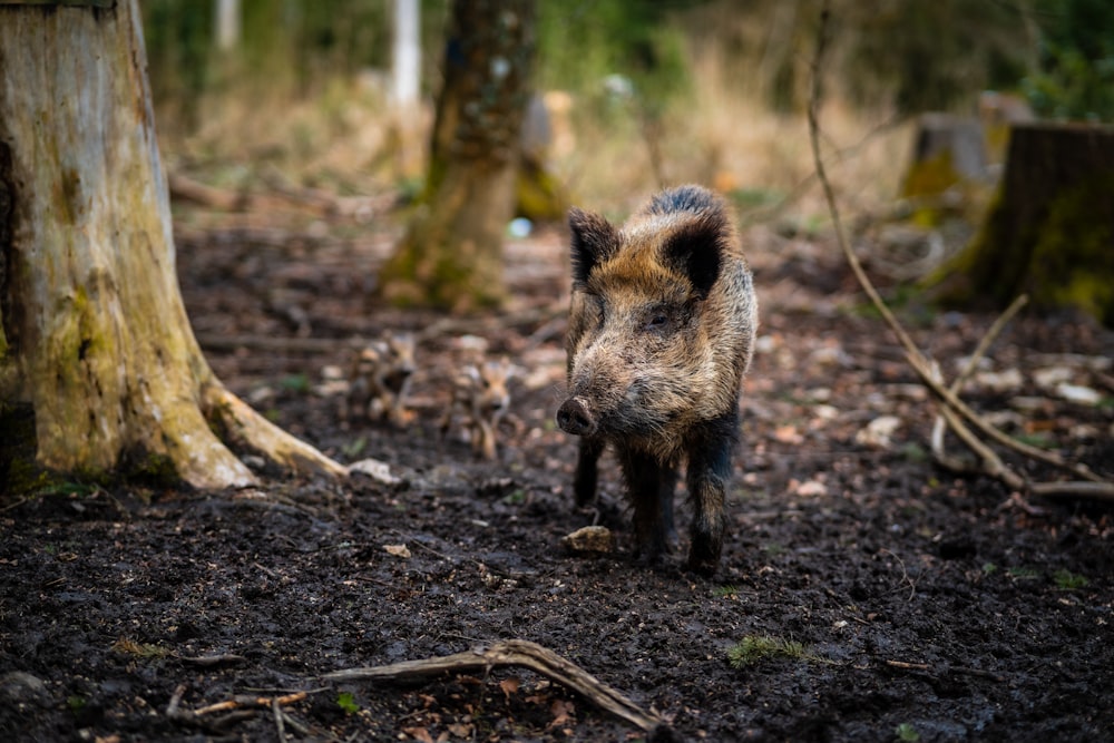 a small pig walking through a forest filled with trees