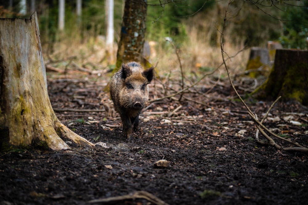 a small pig is walking through the woods