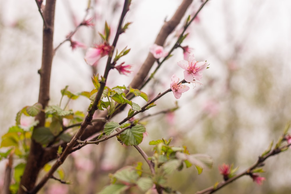 a close up of a tree with pink flowers