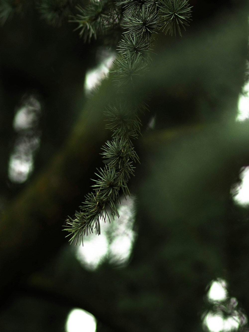 a close up of a pine tree branch