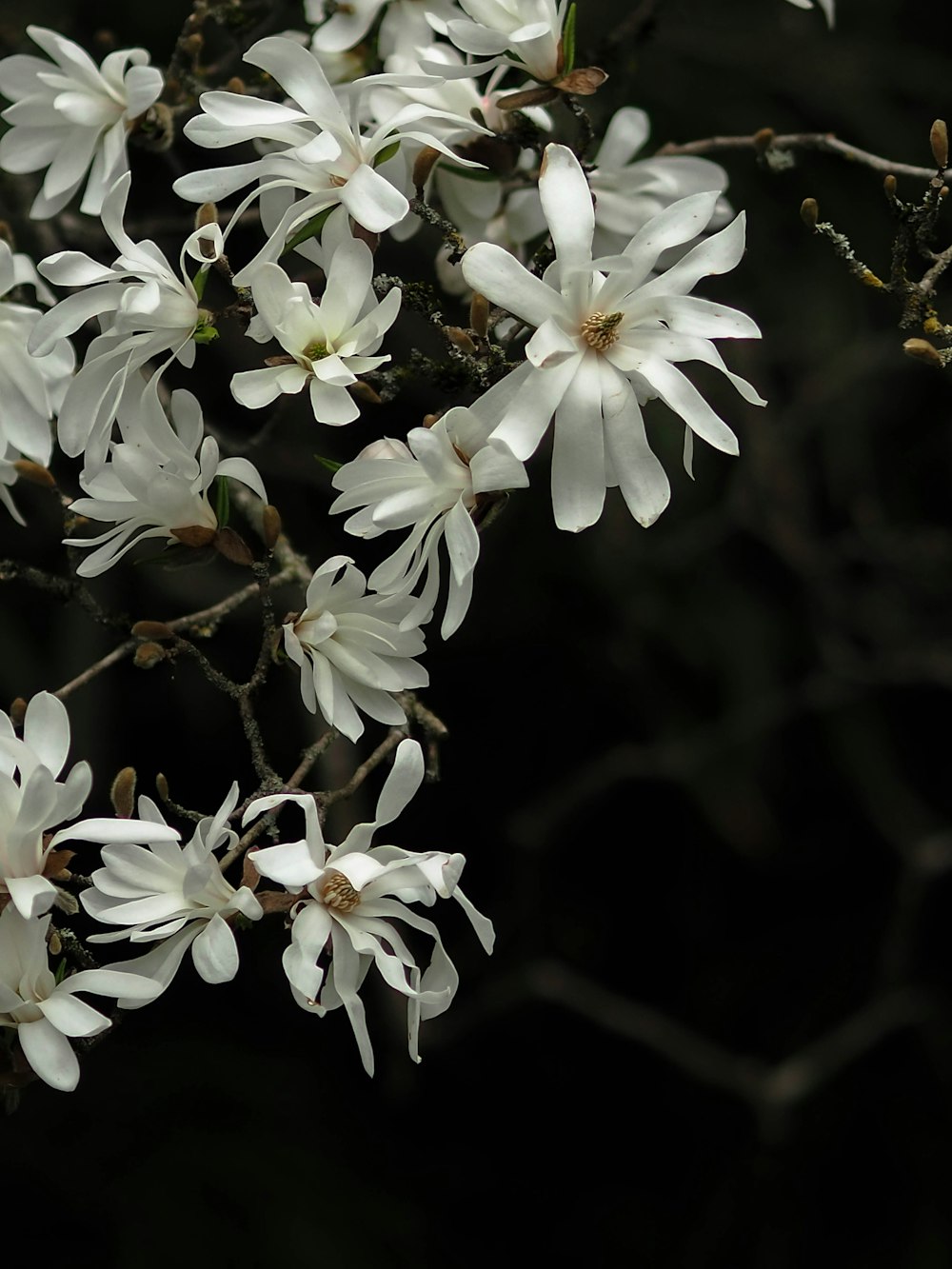 a bunch of white flowers that are on a tree