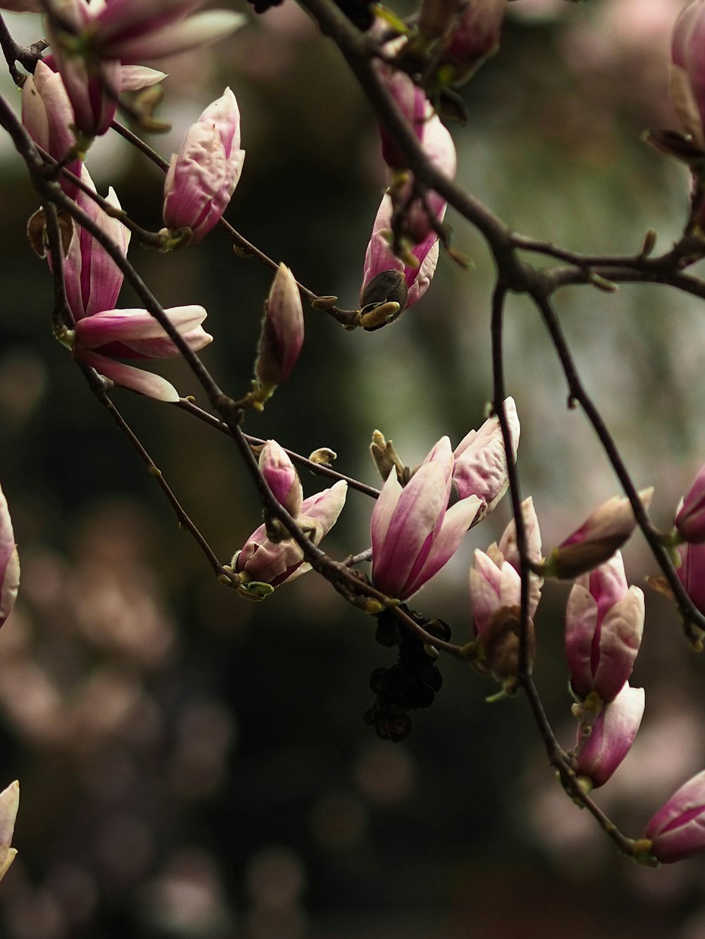 a close up of a tree with pink flowers