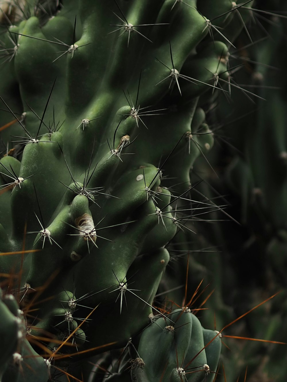 a close up of a cactus with many small needles