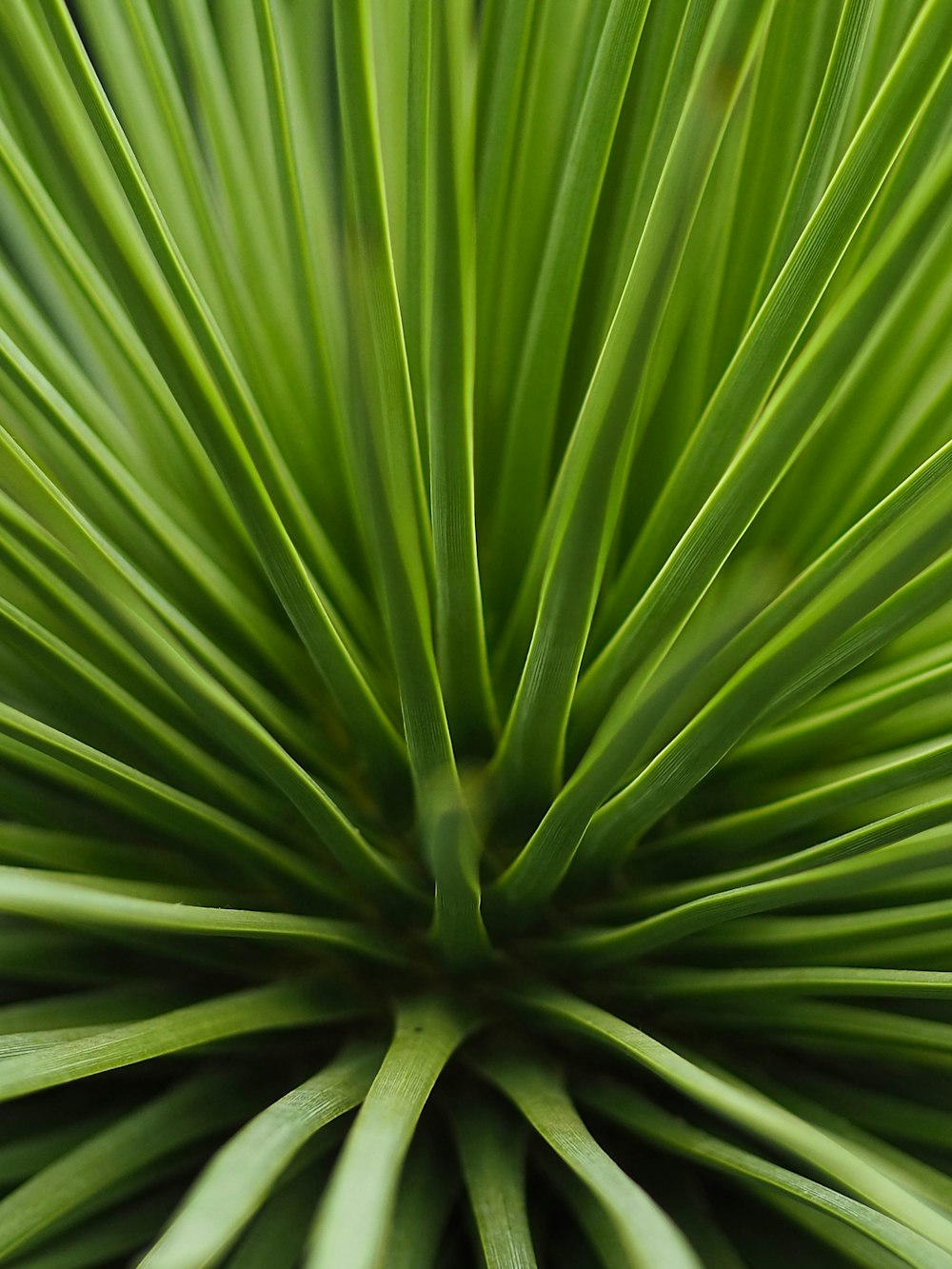 a close up of a green leafy plant