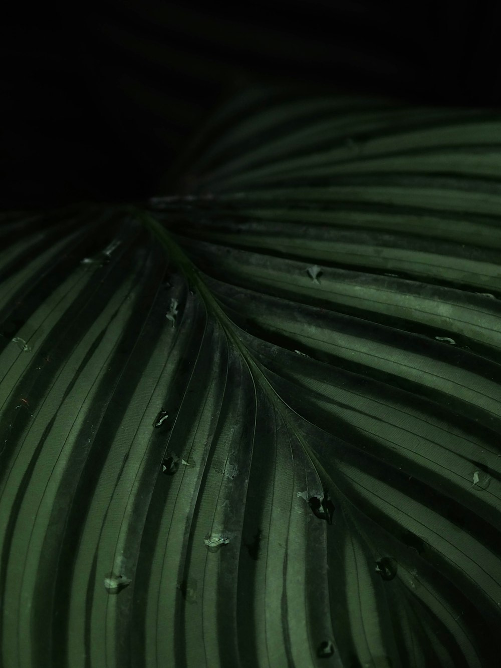 a green leaf with drops of water on it