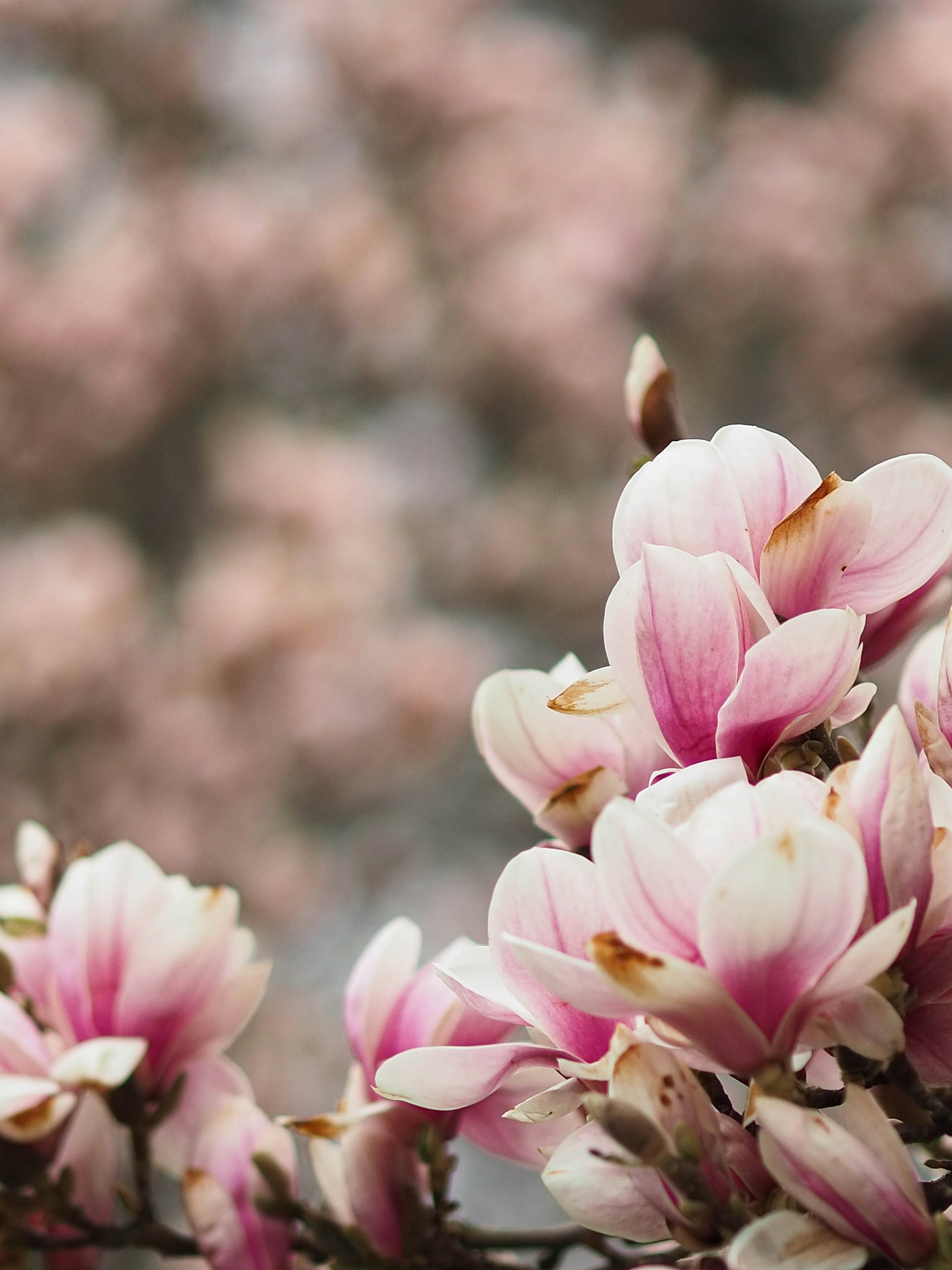 a bunch of pink flowers that are on a tree