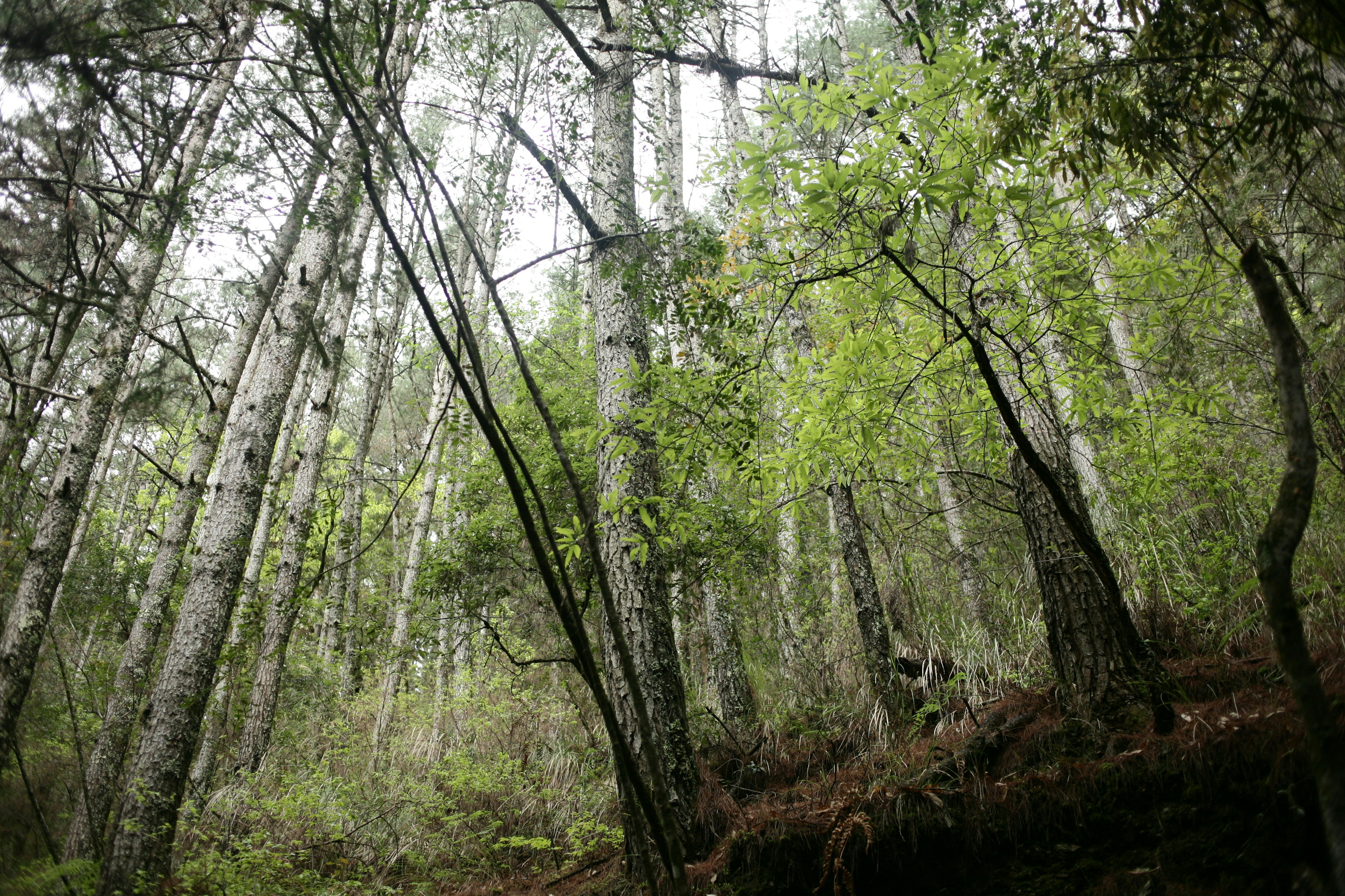 a forest filled with lots of green trees