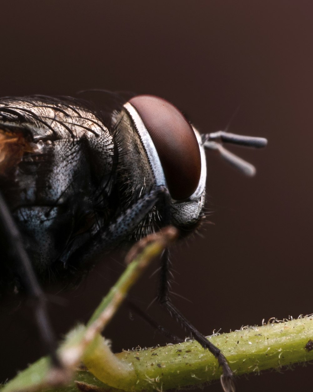 a close up of a fly on a twig