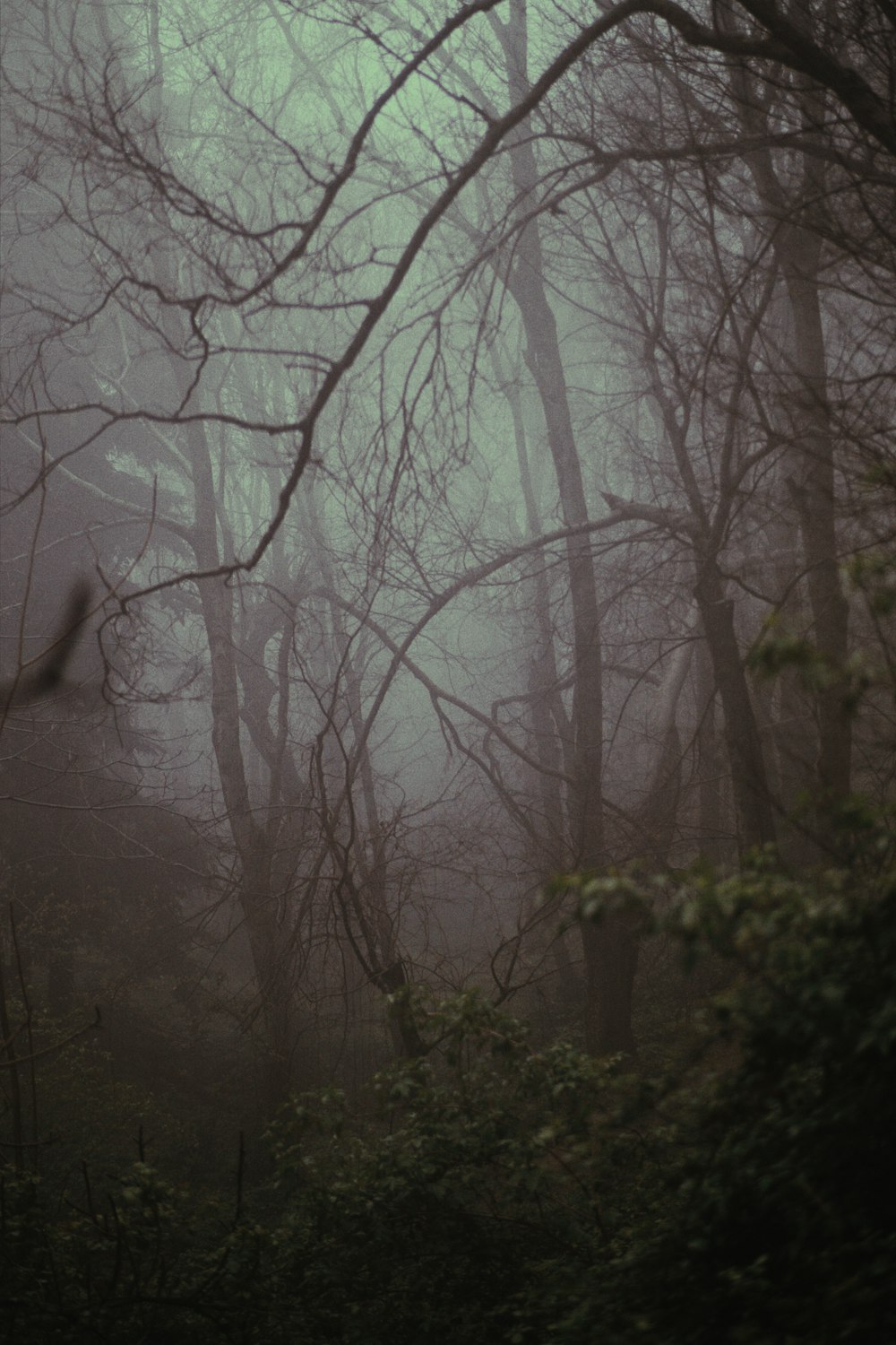 a foggy forest filled with lots of trees