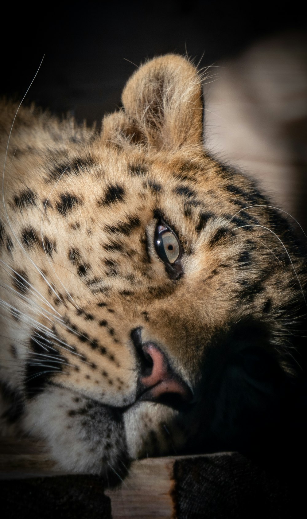 a close up of a cat with a black background