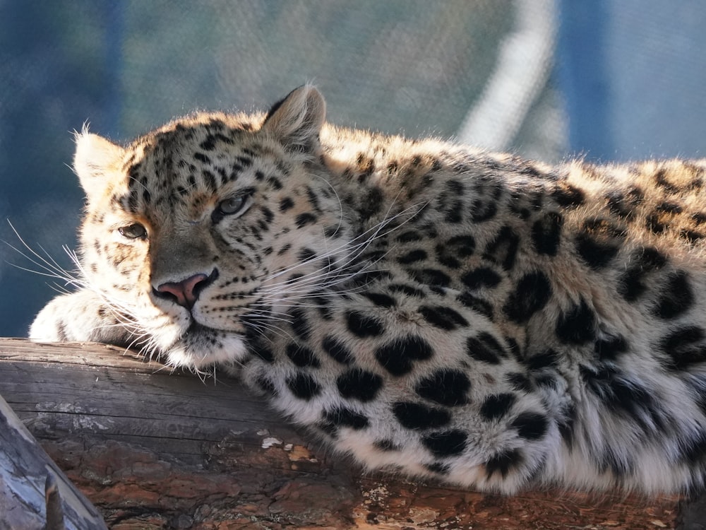 a large leopard laying on top of a wooden log