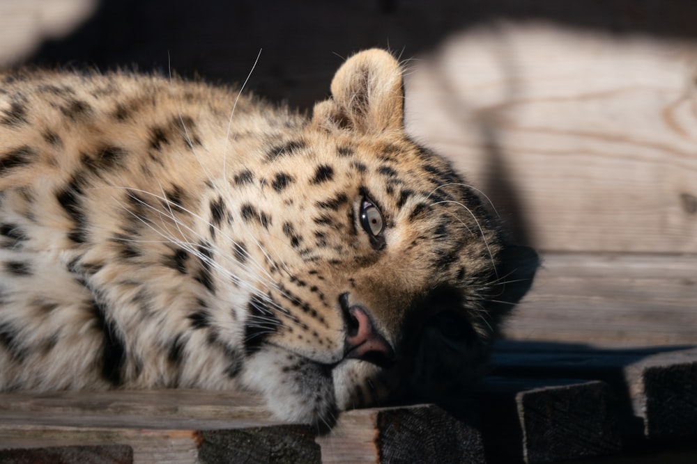 a close up of a cat laying on a wooden surface