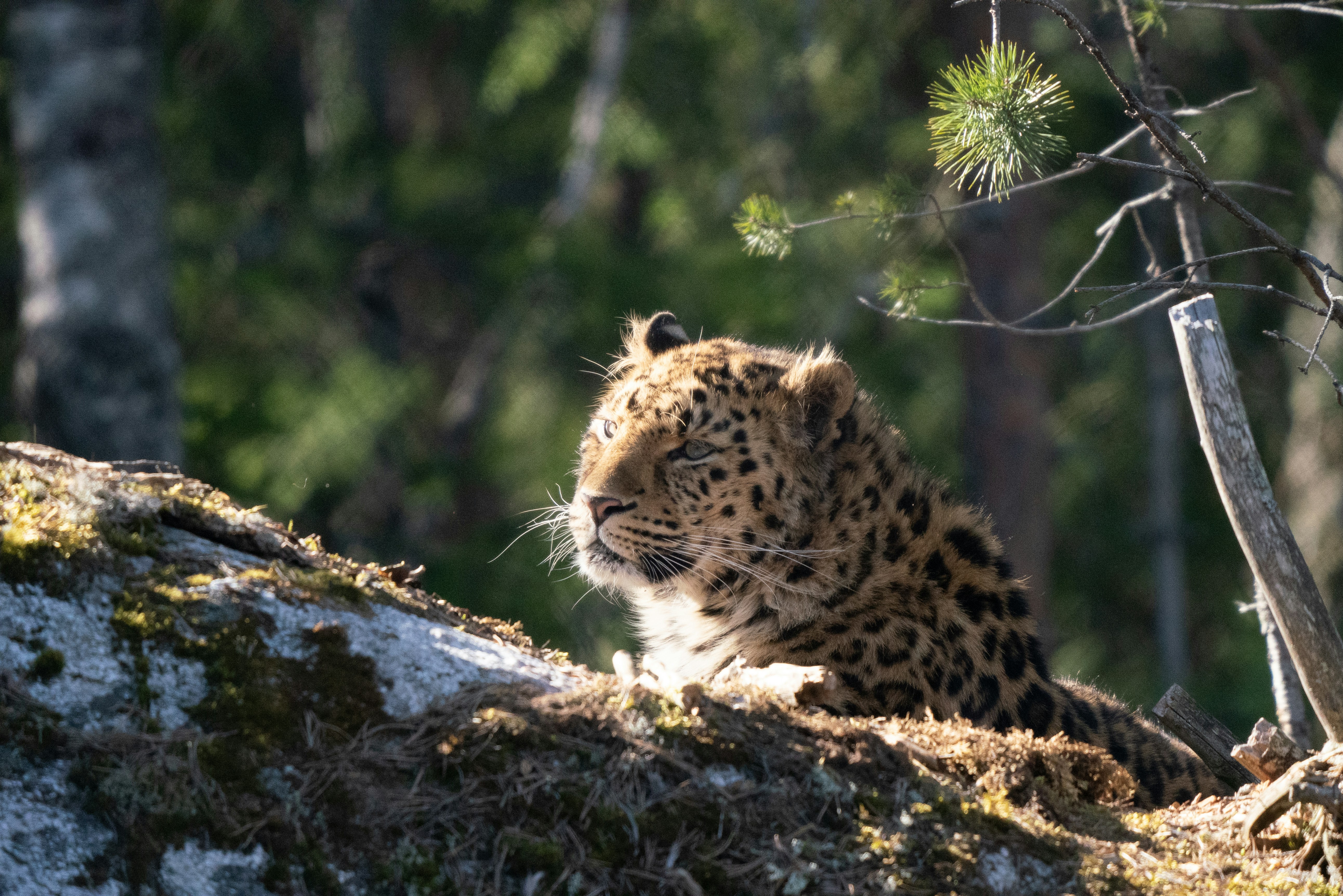 a snow leopard sitting on top of a rock