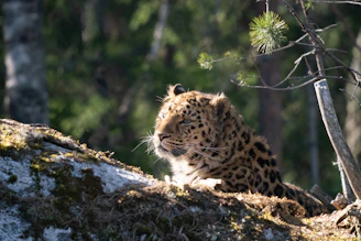 A majestic leopard resting on a sunlit rock in Yala National Park.