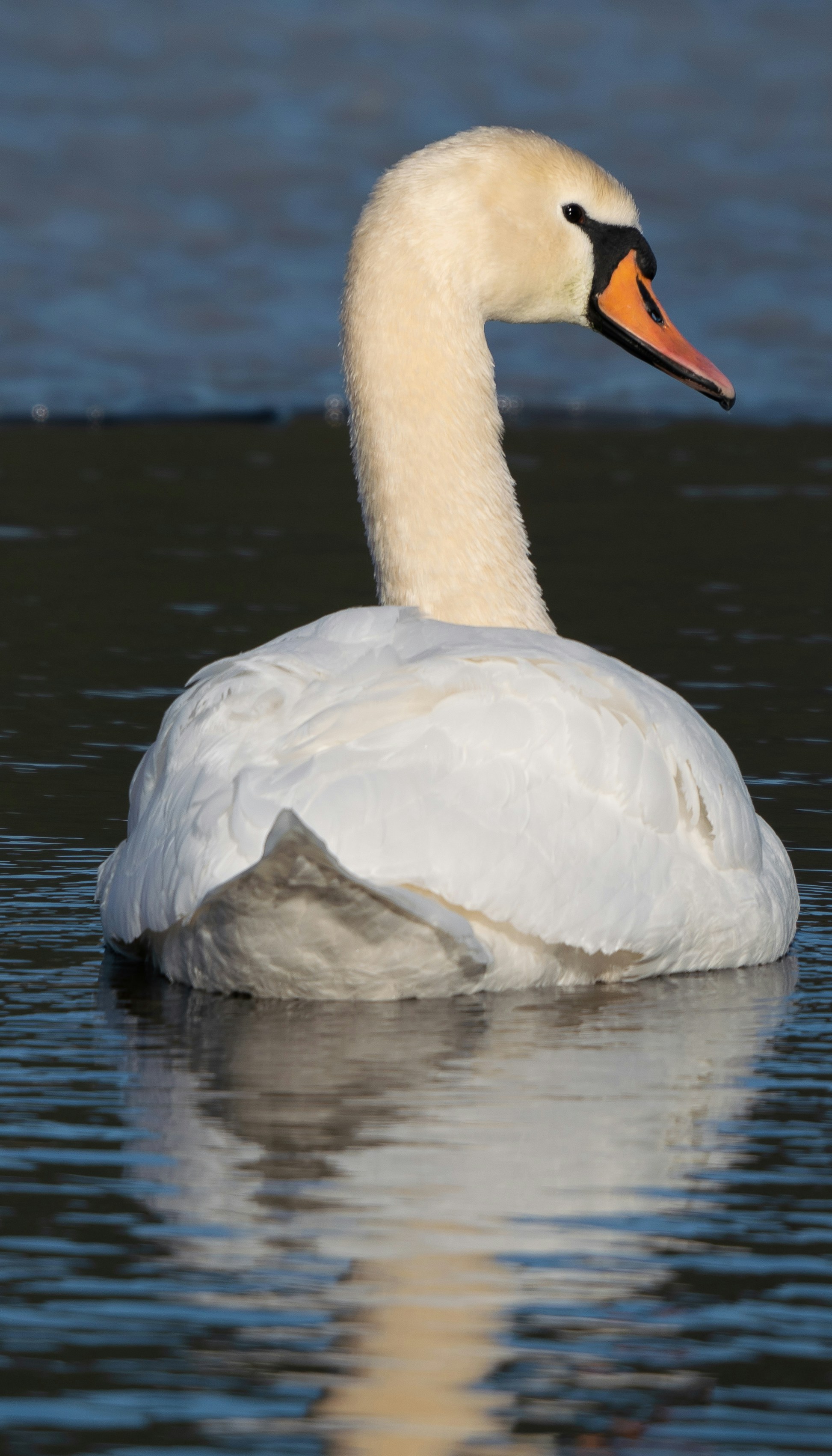 a white swan floating on top of a body of water