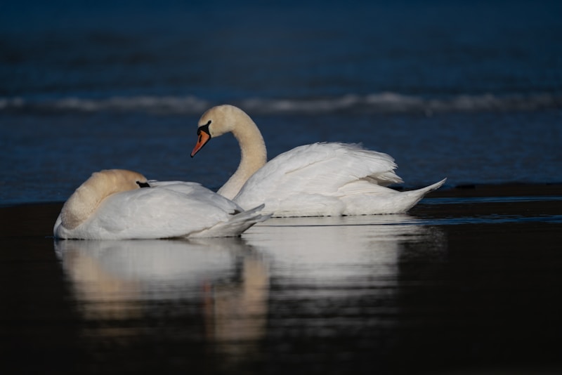 Romantic swan couple swimming