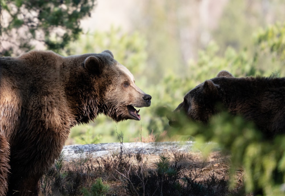 a couple of bears standing next to each other