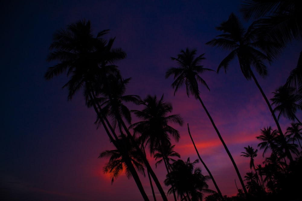 a sunset with palm trees in the foreground